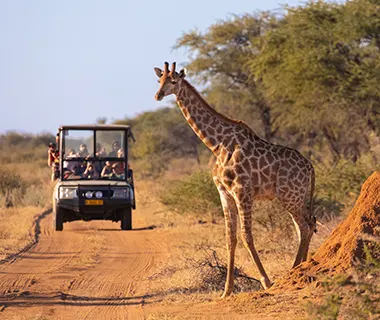 SAFARI Y AVENTURA EN PLENA NATURALEZA